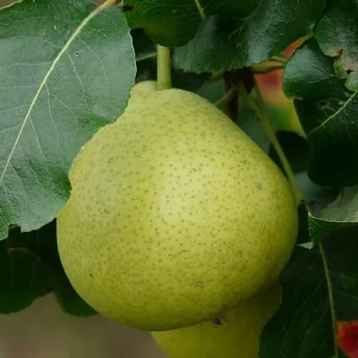 Груша САНРЕМО колонновидная  Груша САНРЕМО колонновидная в Калининграде