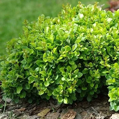 Барбарис КОБОЛЬД тунберга в Калининграде