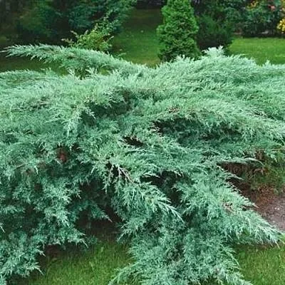 Можжевельник ГРЕЙ ОУЛ виргинский  Можжевельник ГРЕЙ ОУЛ виргинский в Калининграде