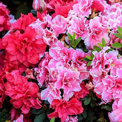 Декоративные растения Декоративные растения в Калининграде