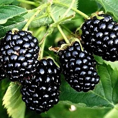 Ежевика ПРАЙМ АРК ТРЕВЕЛЕР ремонтантная в Калининграде