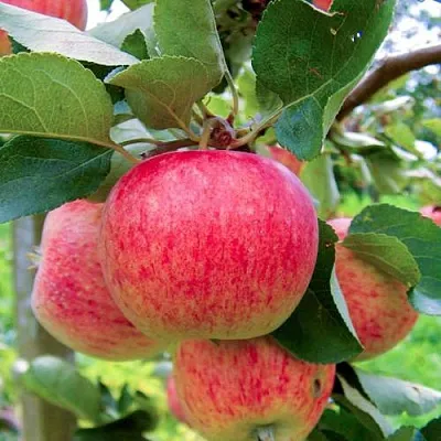 Яблоня ПИРОС  Яблоня ПИРОС в Калининграде