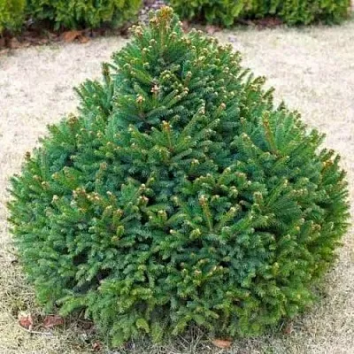 Ель БАРРИ обыкновенная в Калининграде