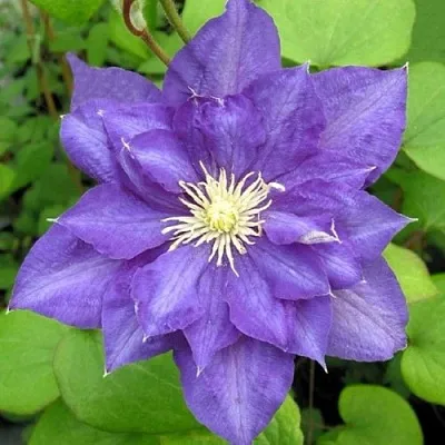 Клематис БЬЮТИ ОФ ВОЧЕСТЕР  Клематис БЬЮТИ ОФ ВОЧЕСТЕР в Калининграде