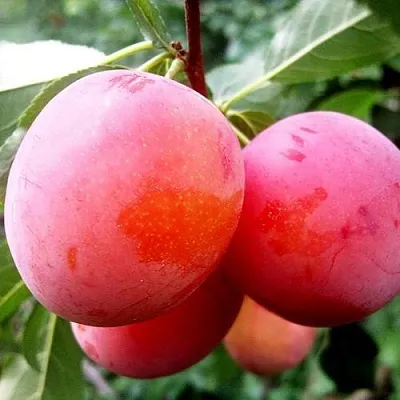 Слива КОМЕТА  Слива КОМЕТА в Калининграде