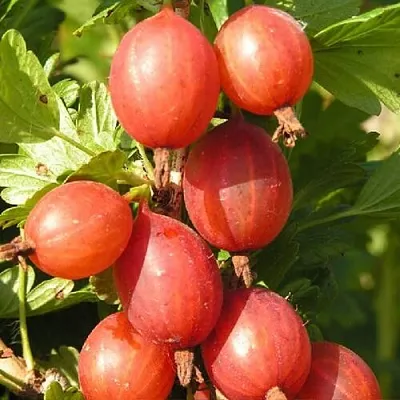 Крыжовник МАШЕКА в Калининграде