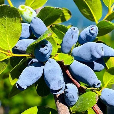 Жимолость съедобная АВРОРА в Калининграде