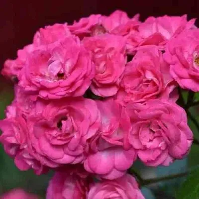 Саженцы роз ДИНКИ мускусная  Саженцы роз ДИНКИ мускусная в Калининграде