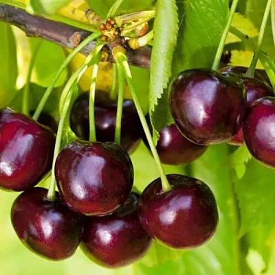 Черешня ИПУТЬ в Калининграде