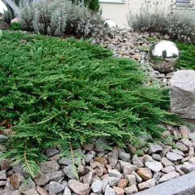 Можжевельник ПРИНЦ ОФ УЭЛЬС горизонтальный в Калининграде