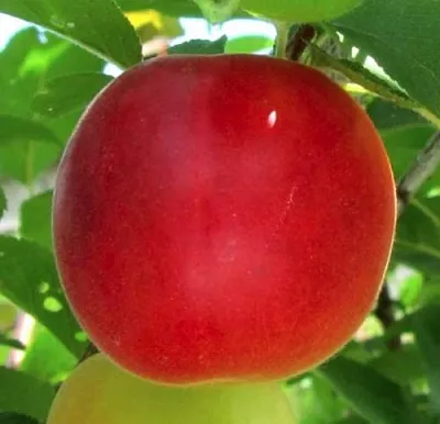 Плумкот БИРИКОККОЛО БОЛОГНЕС  Плумкот БИРИКОККОЛО БОЛОГНЕС в Калининграде