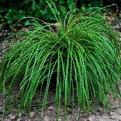 Туя ВИПКОРД складчатая  Туя ВИПКОРД складчатая в Калининграде