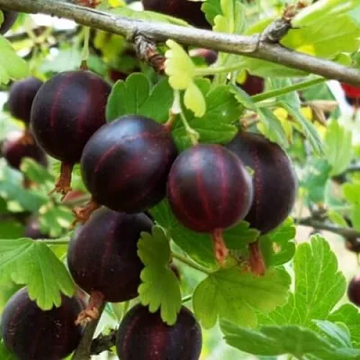 Крыжовник СЕВЕРНЫЙ КАПИТАН в Калининграде