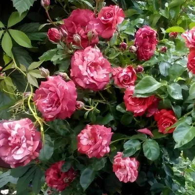 Саженцы роз БРАУНИ плетистая — описание сорта Саженцы роз БРАУНИ плетистая в Калининграде