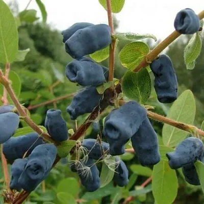 Жимолость съедобная ПУШКИНСКАЯ в Калининграде