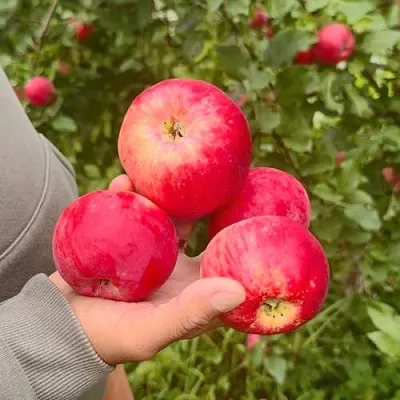 Яблоня АКСЕНА  Яблоня АКСЕНА в Калининграде