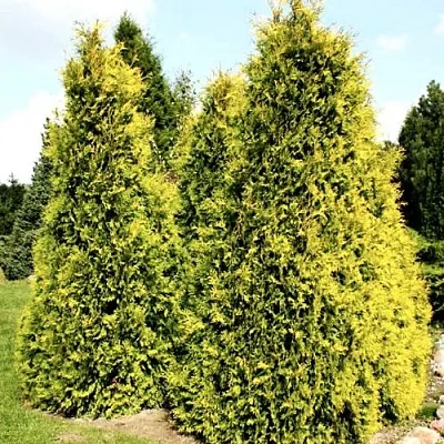 Туя САЛЛАНД западная  Туя САЛЛАНД западная в Калининграде