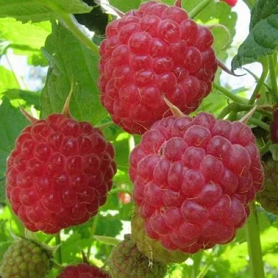 Малина НОВОСТЬ КУЗЬМИНА   Малина НОВОСТЬ КУЗЬМИНА  в Калининграде