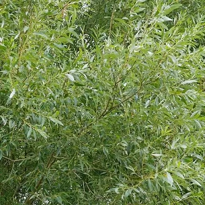 Ива ВИТЕЛЛИНА белая   Ива ВИТЕЛЛИНА белая  в Калининграде