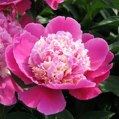 Пион КОРА СТАББС травянистый  Пион КОРА СТАББС травянистый в Калининграде