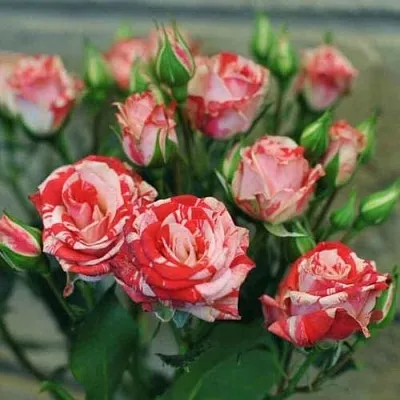 Миниатюрная  Миниатюрная в Калининграде