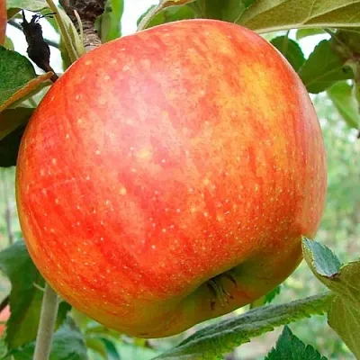 Яблоня ЦЕЛЕСТЕ  Яблоня ЦЕЛЕСТЕ в Калининграде