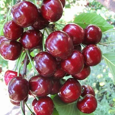 Черешня ОДРИНКА в Калининграде