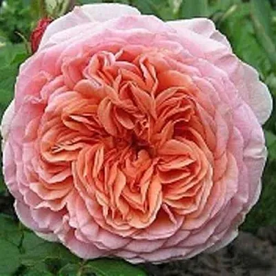 Саженцы роз АБРАХАМ ДЕРБИ английская  Саженцы роз АБРАХАМ ДЕРБИ английская в Калининграде