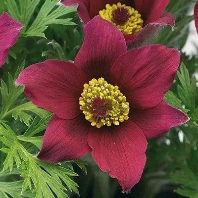 Прострел ПИНВИЛ РЕД ШЕЙДЕС  Прострел ПИНВИЛ РЕД ШЕЙДЕС в Калининграде