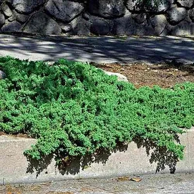 Можжевельник НАНА лежачий  Можжевельник НАНА лежачий в Калининграде