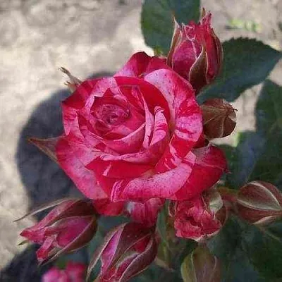 Саженцы роз ФАЙЕР ВОРКС миниатюрная в Калининграде