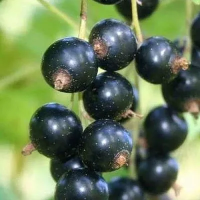 Смородина черная СТРЕЛЕЦ  Смородина черная СТРЕЛЕЦ в Калининграде