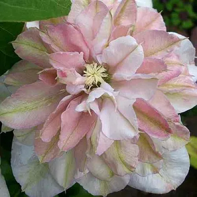 Клематис ИННОСЕНТ БЛАШ  Клематис ИННОСЕНТ БЛАШ в Калининграде