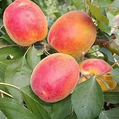 Абрикос ОСОБЕННЫЙ ДЕНИСЮКА в Калининграде