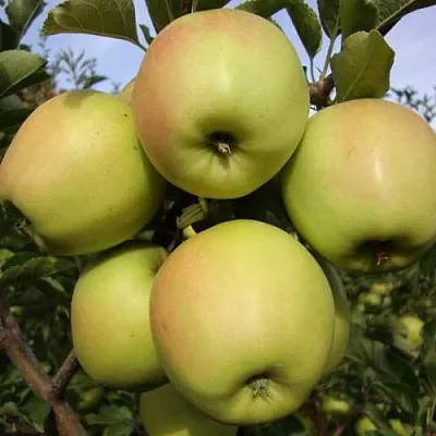 Яблоня СКИФСКОЕ ЗОЛОТО  Яблоня СКИФСКОЕ ЗОЛОТО в Калининграде