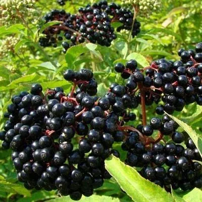 Бузина черная БАГАЦЦЕ  Бузина черная БАГАЦЦЕ в Калининграде