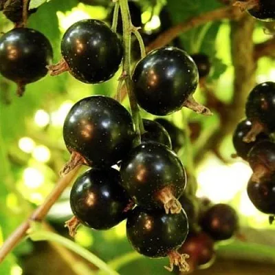 Смородина чёрная НАРА  Смородина чёрная НАРА в Калининграде