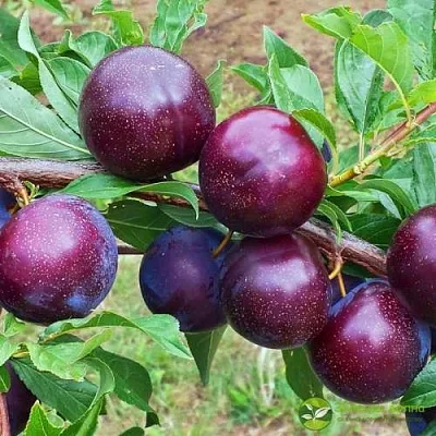 Шарафуга ВЕЛЬВЕТ САНРАЙЗ  Шарафуга ВЕЛЬВЕТ САНРАЙЗ в Калининграде