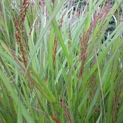 Просо ВЭРРИОР прутьевидное  Просо ВЭРРИОР прутьевидное в Калининграде