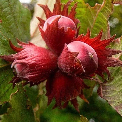 Фундук  Фундук в Калининграде