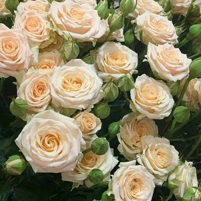 Саженцы роз ТАНЯ спрей  Саженцы роз ТАНЯ спрей в Калининграде