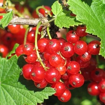 Смородина красная РАЧКОВСКАЯ  Смородина красная РАЧКОВСКАЯ в Калининграде