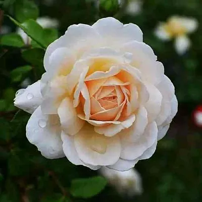 Саженцы роз КРОКУС РОУЗ английская  Саженцы роз КРОКУС РОУЗ английская в Калининграде