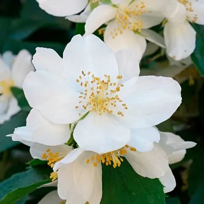 Жасмин ЮСТИНКА  Жасмин ЮСТИНКА в Калининграде