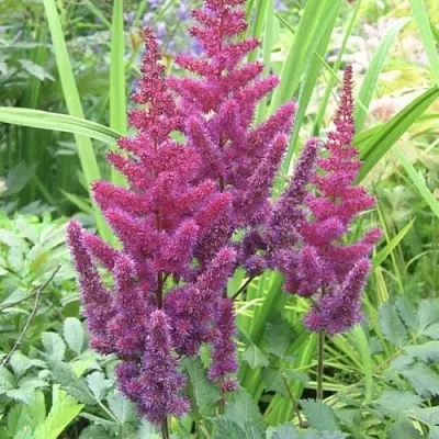 Астильба КАРАОКЕ ПАРТИ китайская в Калининграде