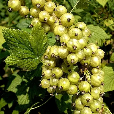 Смородина зеленоплодная СНЕЖНАЯ КОРОЛЕВА  Смородина зеленоплодная СНЕЖНАЯ КОРОЛЕВА в Калининграде