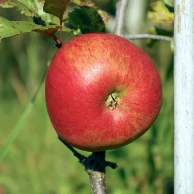 Яблоня ДЫЯМЕНТ  Яблоня ДЫЯМЕНТ в Калининграде