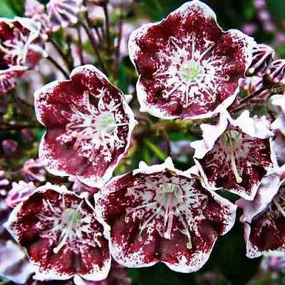 Кальмия БЛЕК ЛЕЙБЛ   Кальмия БЛЕК ЛЕЙБЛ  в Калининграде