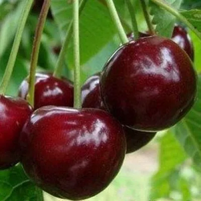 Вишня МИЛАВИЦА в Калининграде