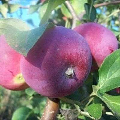 Яблоня СЕРЕБРЯНОЕ КОПЫТЦЕ  Яблоня СЕРЕБРЯНОЕ КОПЫТЦЕ в Калининграде